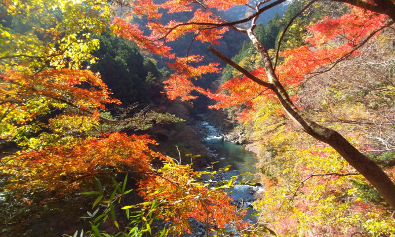 奥多摩の紅葉　むかし道